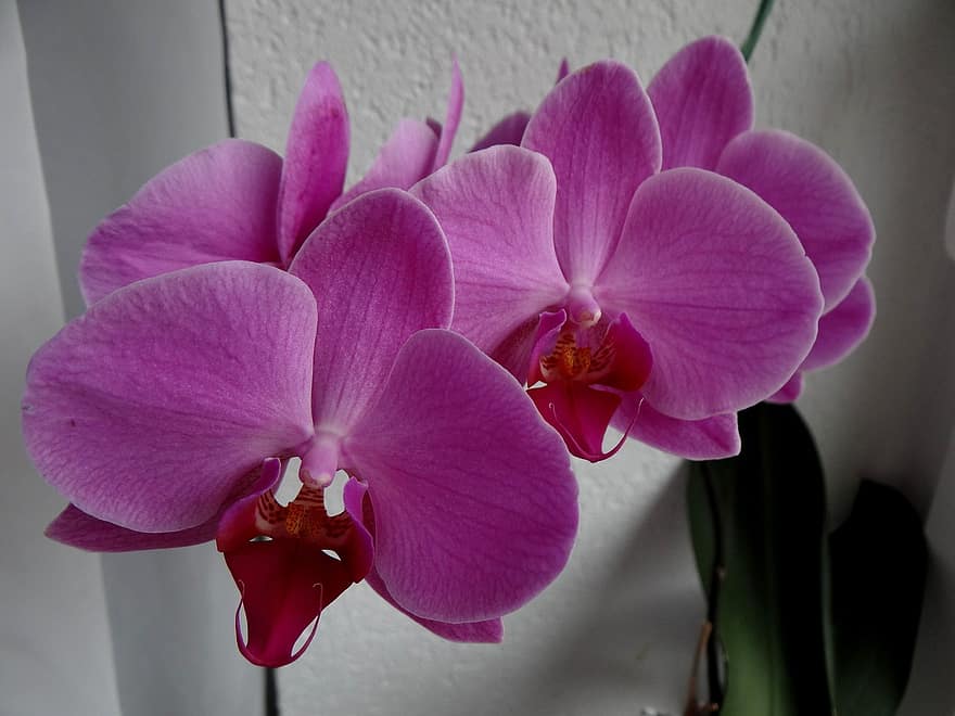 orhidee violet - planta care aduce noroc