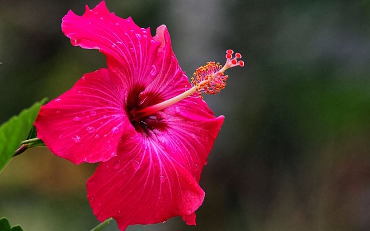 floare de hibiscus