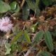 mimosa pudica wiki