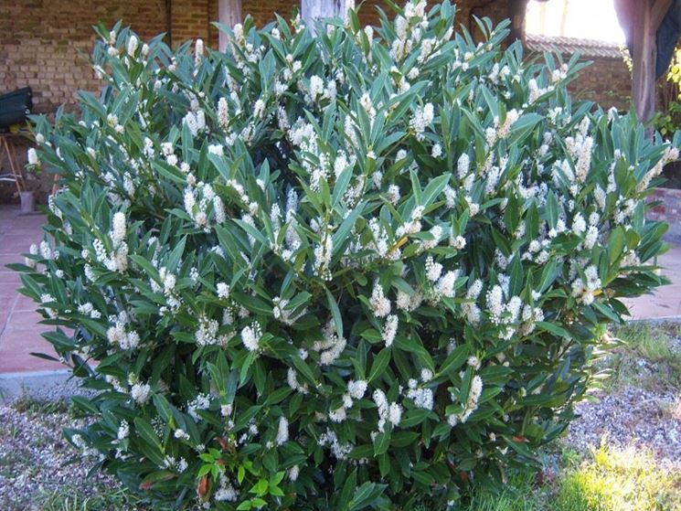 arbust Prunus Laurocerasus