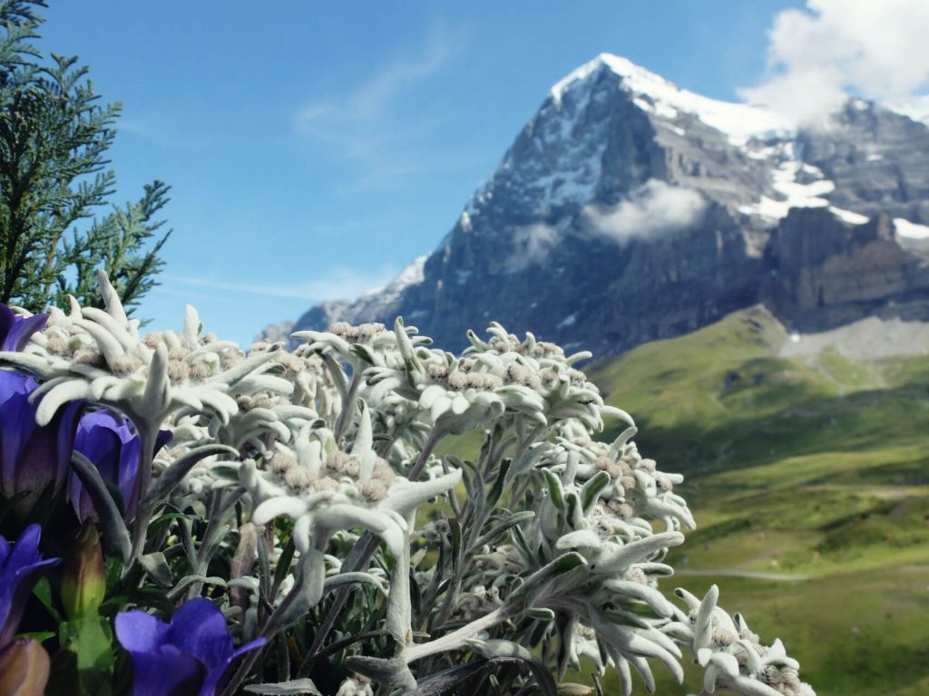 floarea de colt pe munte