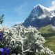 floarea de colt pe munte