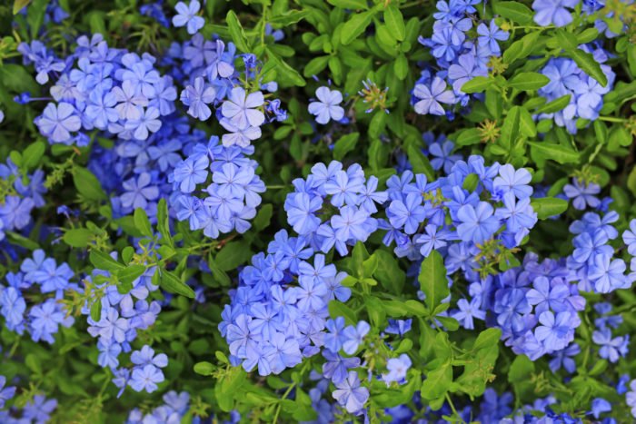 flori albastre 2