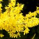 forsythia - copacelul cu flori aurii