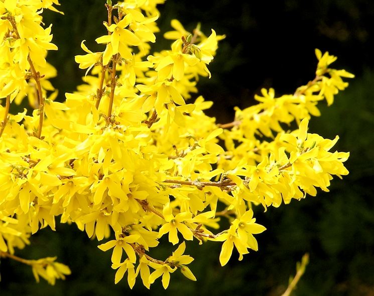 forsythia - copacelul cu flori aurii
