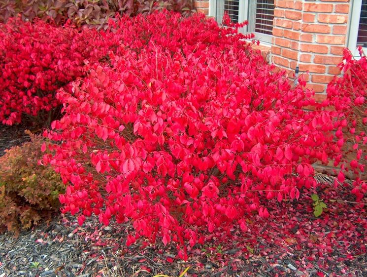 Euonymus alatus – plantare si ingrijire a frumosului arbust rosu aprins