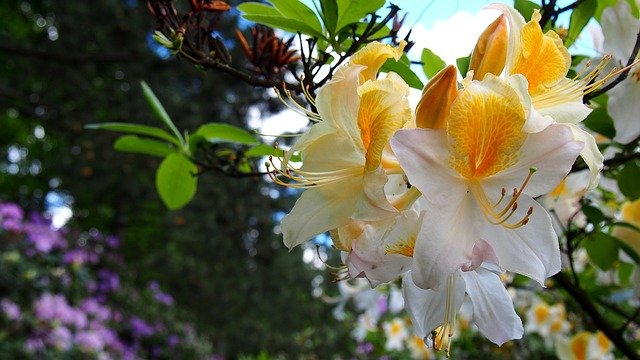 rhododendon
