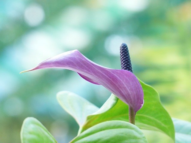 Minunata floare a Spathiphyllum