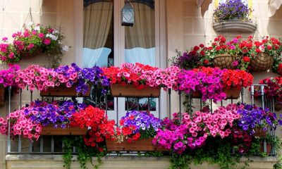 flori de balcon