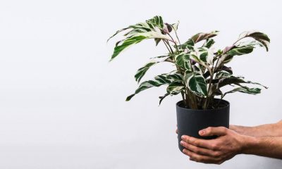 plante care absorb umiditatea