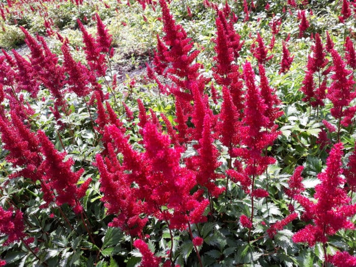 Astilbe japonica 2
