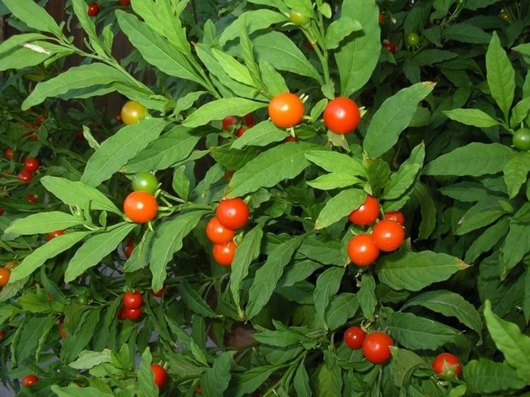 Solanum capsicastrum 2