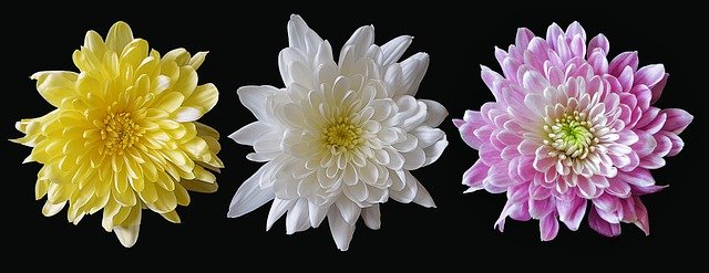 crizantema floare