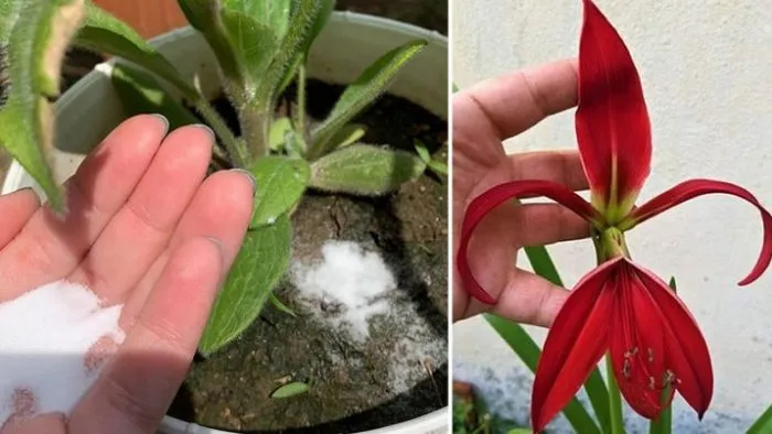 4 sfaturi pentru a-ți face plantele să înflorească pe tot parcursul anului și pentru a le împiedica să putrezească