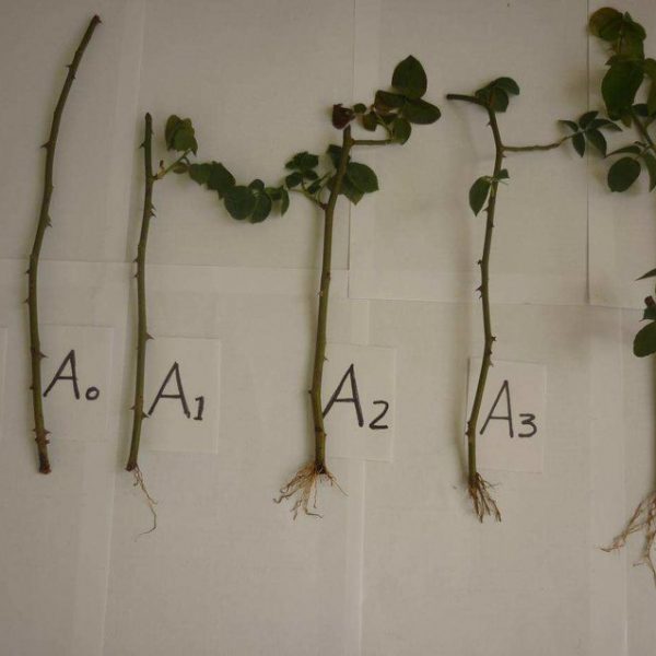 Marele secret dezvăluit: înmulțirea și înrădăcinarea trandafirilor folosind drojdie și aloe vera – această metodă devine un succes în întreaga lume