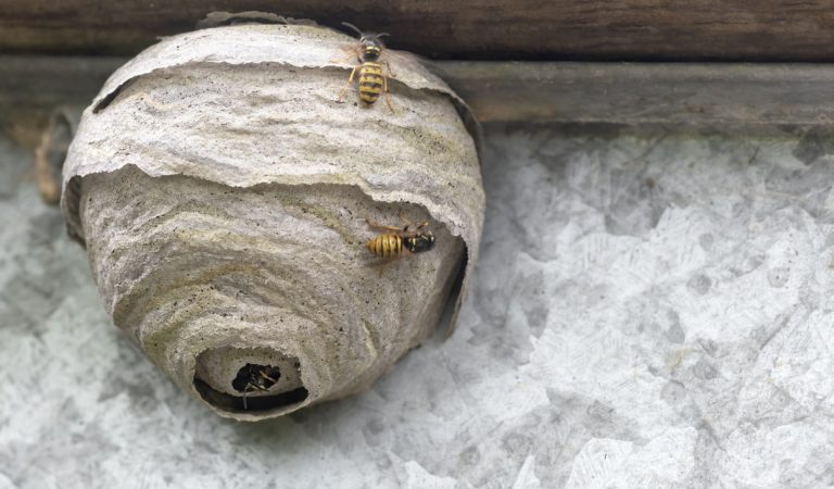 Cuib de viespe: ce să faci pentru a scăpa de el?