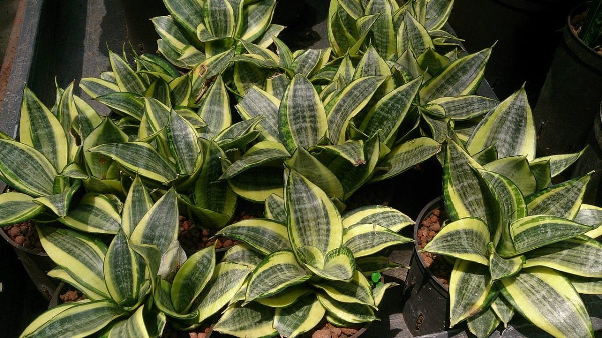 Sansevieria trifasciata plante depoluante de limba soacrei