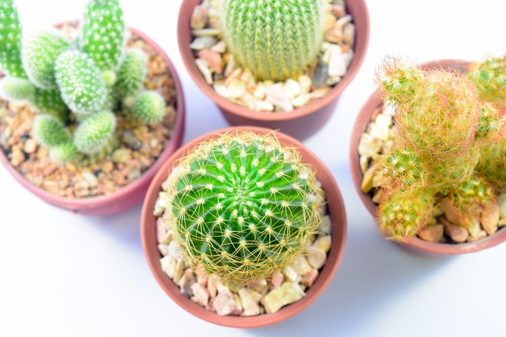 6 sfaturi pentru întreținerea corectă a unui cactus