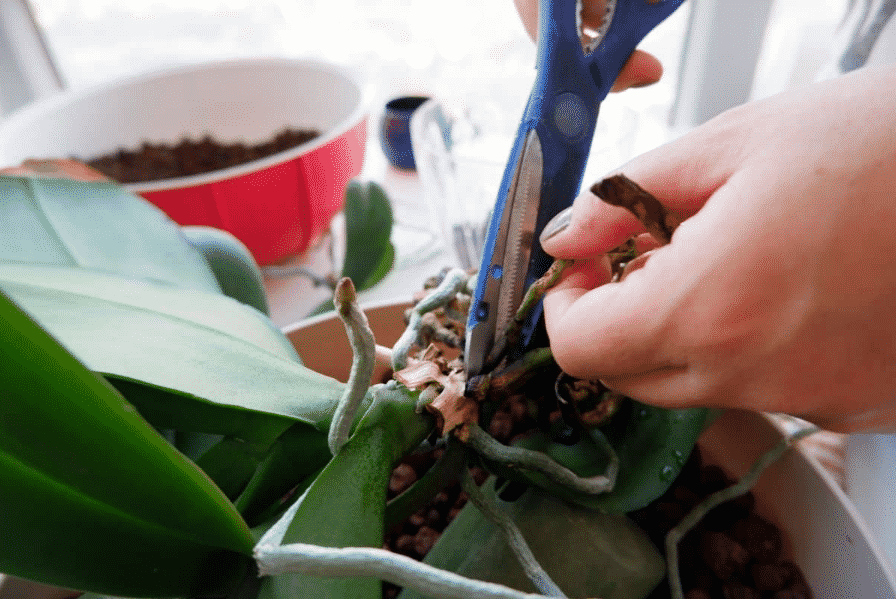 tăiați rădăcinile unei orhidee