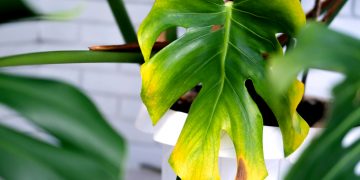 frunze galbene floare