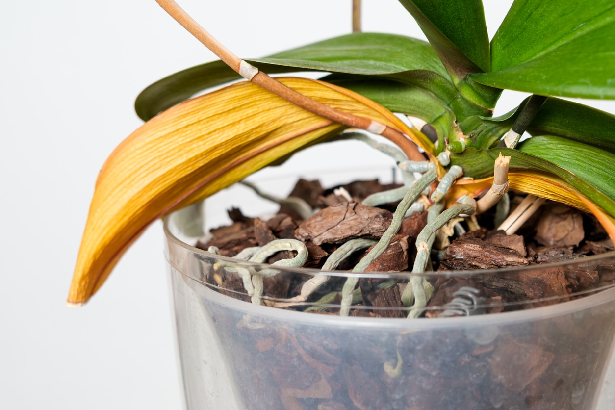 moarte orhidee uscată frunze galbene rădăcini uscate