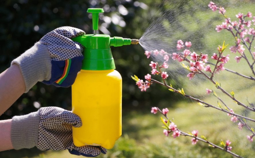 Tratamentul plantelor cu insecticid natural