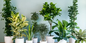 plante care absorb umiditatea