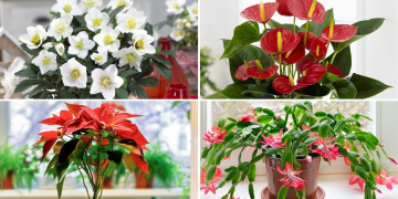 plante de interior care infloresc in ianuarie
