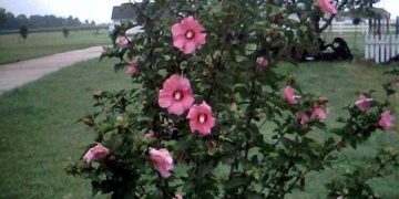 Hibiscus syriacus (hibiscus sirian)