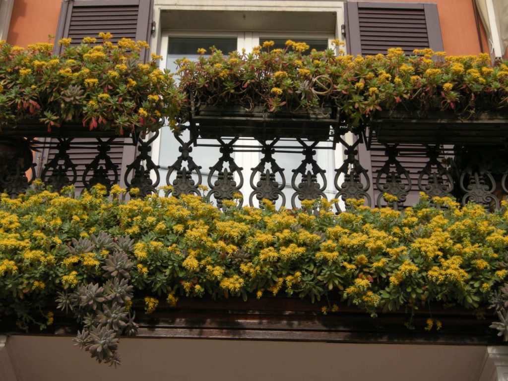 flori galbene pe balcon