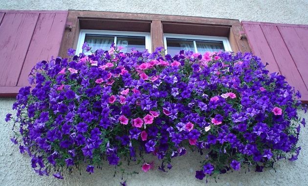 flori violet pe balcon