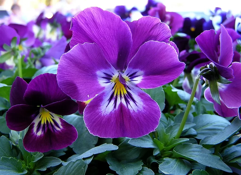 panselute violet