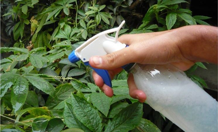Pesticid organic de casă – sfaturi pentru a face insecticid pe bază de ulei alb