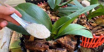 ingrasamant orhidee natural