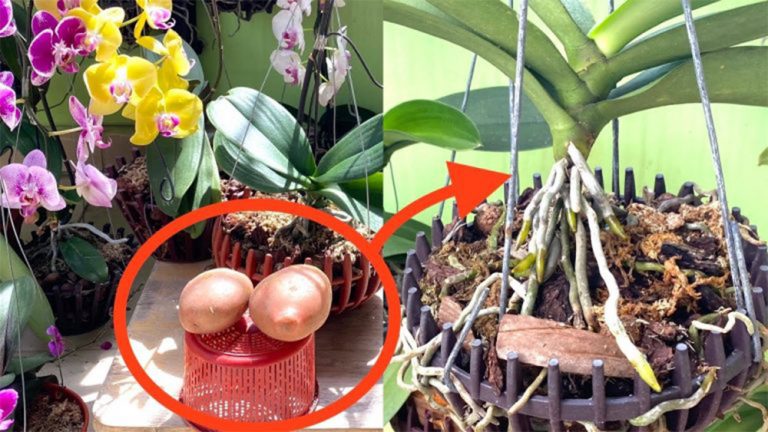 ingrasamant natural orhidee