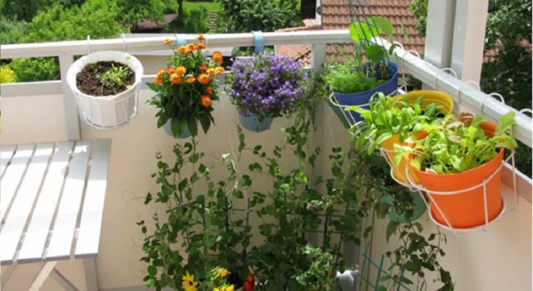 plante pentru balcon anti tantari