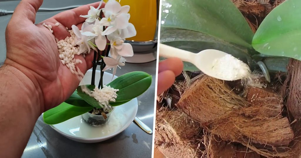 hranire orhidee
