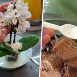 hranire orhidee